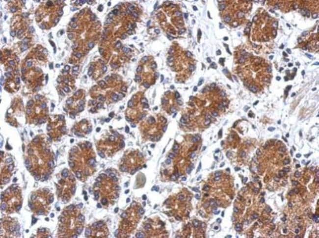 100uL Polyclonal antibody, SEL1L3, host