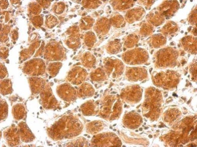 100uL Polyclonal antibody, SEMA4B, host