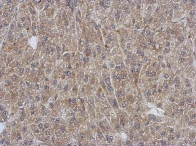 100uL Polyclonal antibody, SH3YL1, host