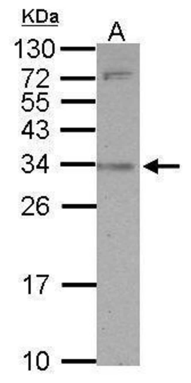 100uL Polyclonal antibody, SLAMF9, host