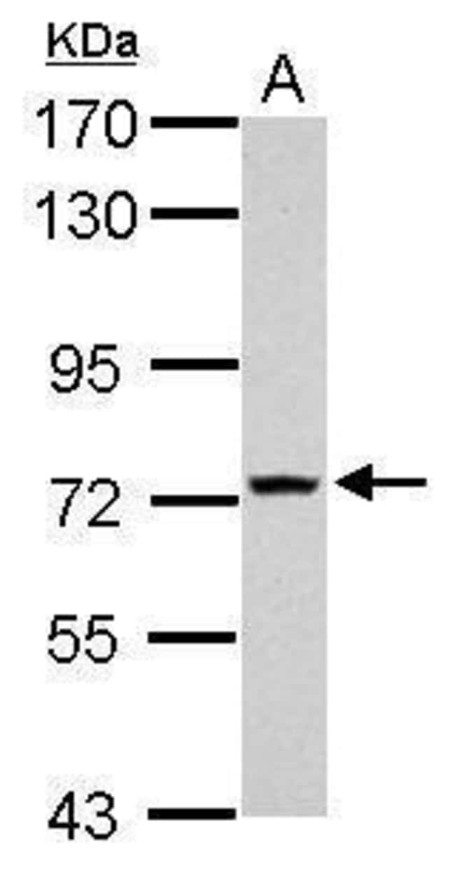 100uL Polyclonal antibody, TMEM62, host