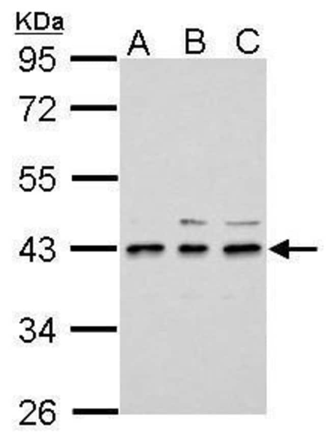 100uL Polyclonal antibody, UPP2, host ra