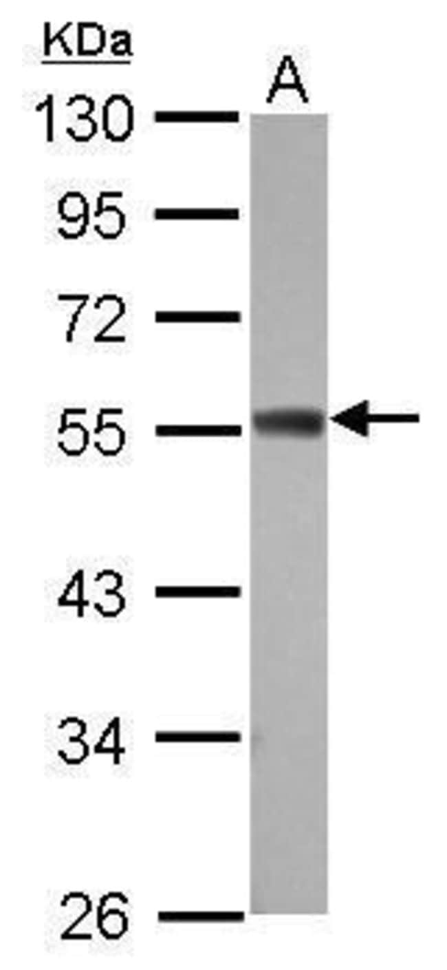 100uL Polyclonal antibody, ZC3H10, host