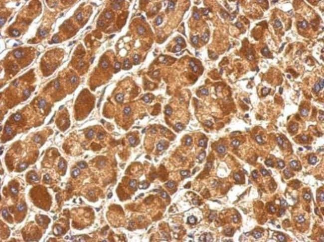 100uL Polyclonal antibody, COG3, host ra