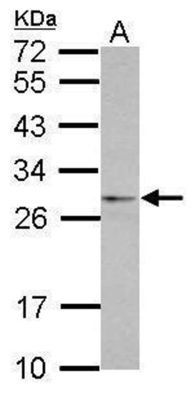 100uL Polyclonal antibody, eIF4H, host r