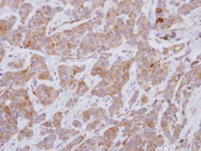 100uL Polyclonal antibody, GEFT, host ra