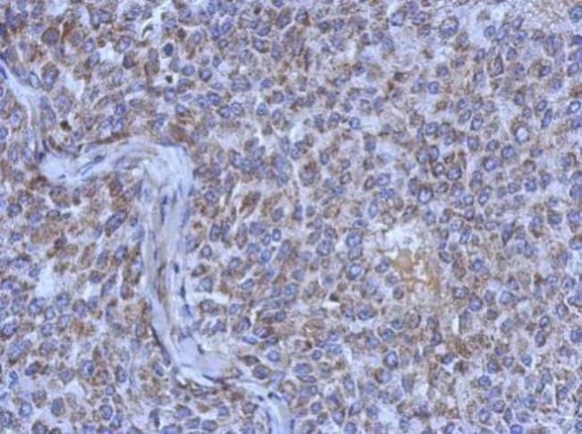 100uL Polyclonal antibody, MRPL44, host