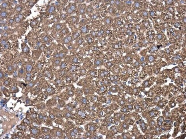 100uL Polyclonal antibody, PdiA6, host r