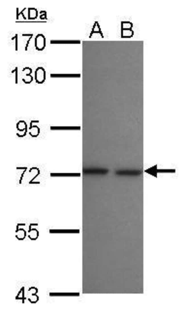 100uL Polyclonal antibody, LZTR2, host r