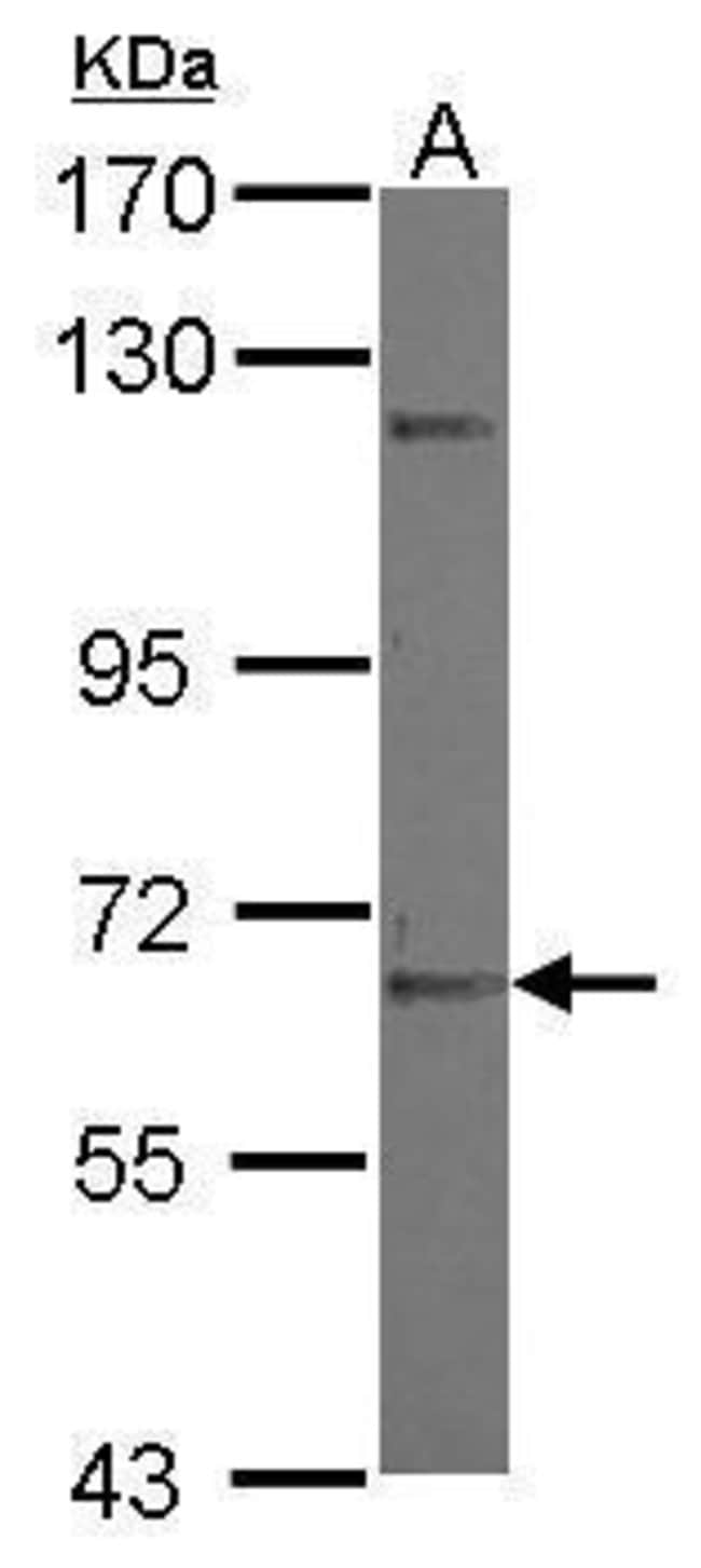 100uL Polyclonal antibody, ZNF334, host