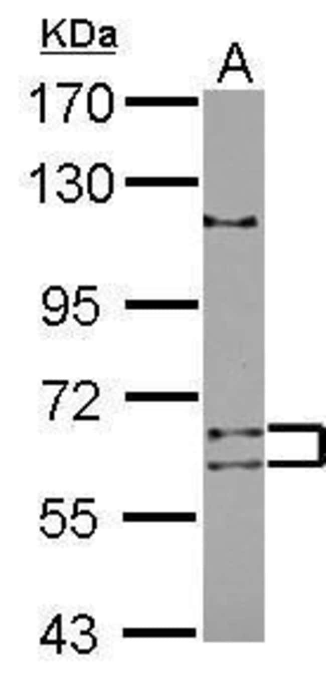 100uL Polyclonal antibody, TENR, host ra