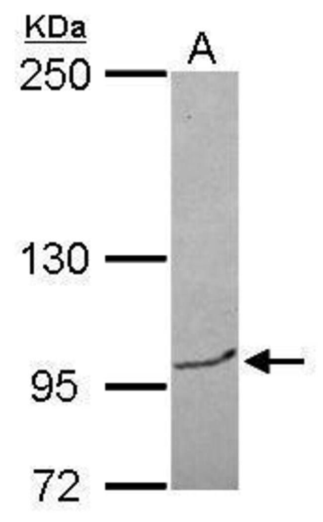 100uL Polyclonal antibody, BRPF3, host r