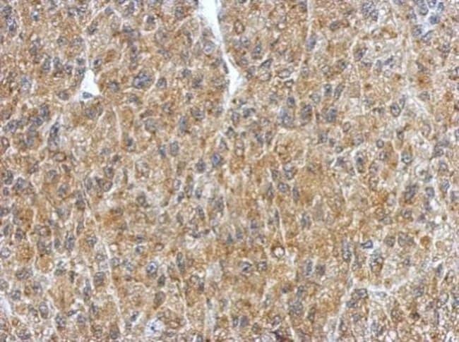 100uL Polyclonal antibody, BRUNOL4, host