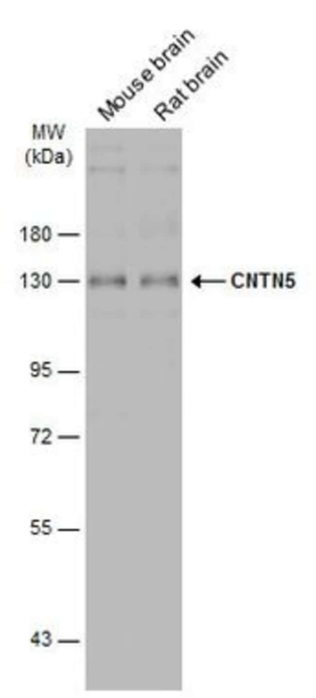 100uL Polyclonal antibody, CNTN5, host r