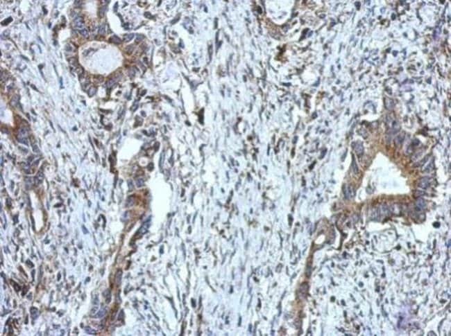 100uL Polyclonal antibody, DUS2L, host r