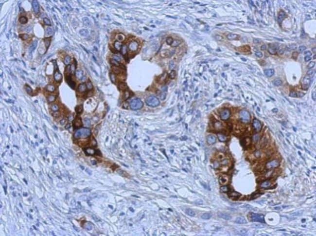 100uL Polyclonal antibody, Trefoil facto