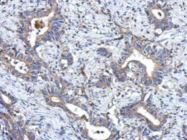 100uL Polyclonal antibody, MRPL18, host