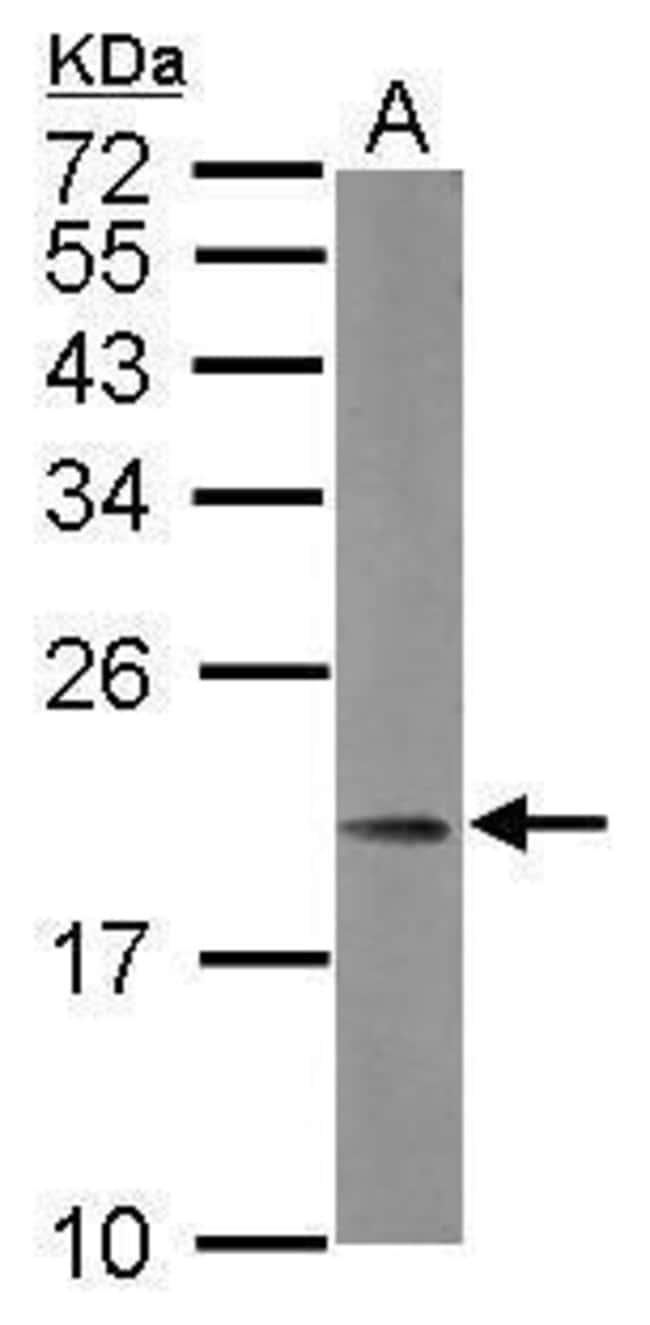 100uL Polyclonal antibody, MRPL21, host