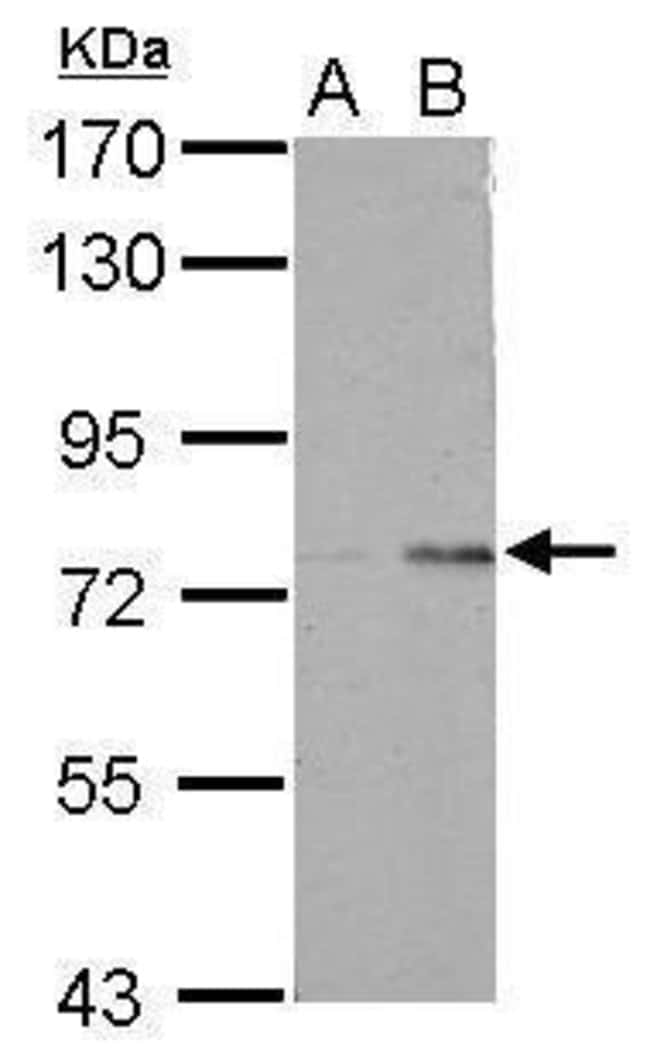 100uL Polyclonal antibody, POLR3E, host