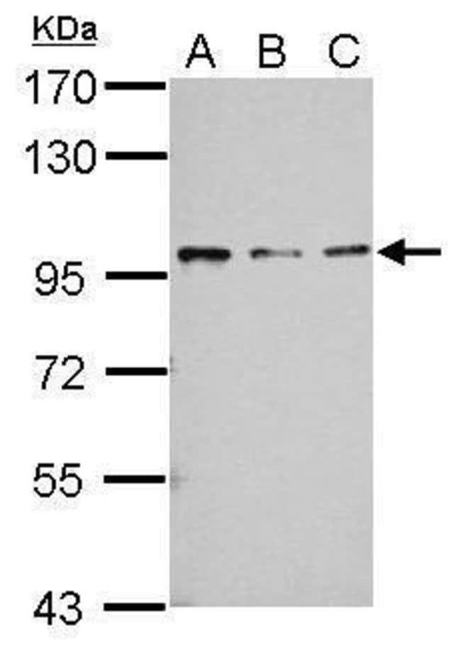 100uL Polyclonal antibody, RASA4, host r