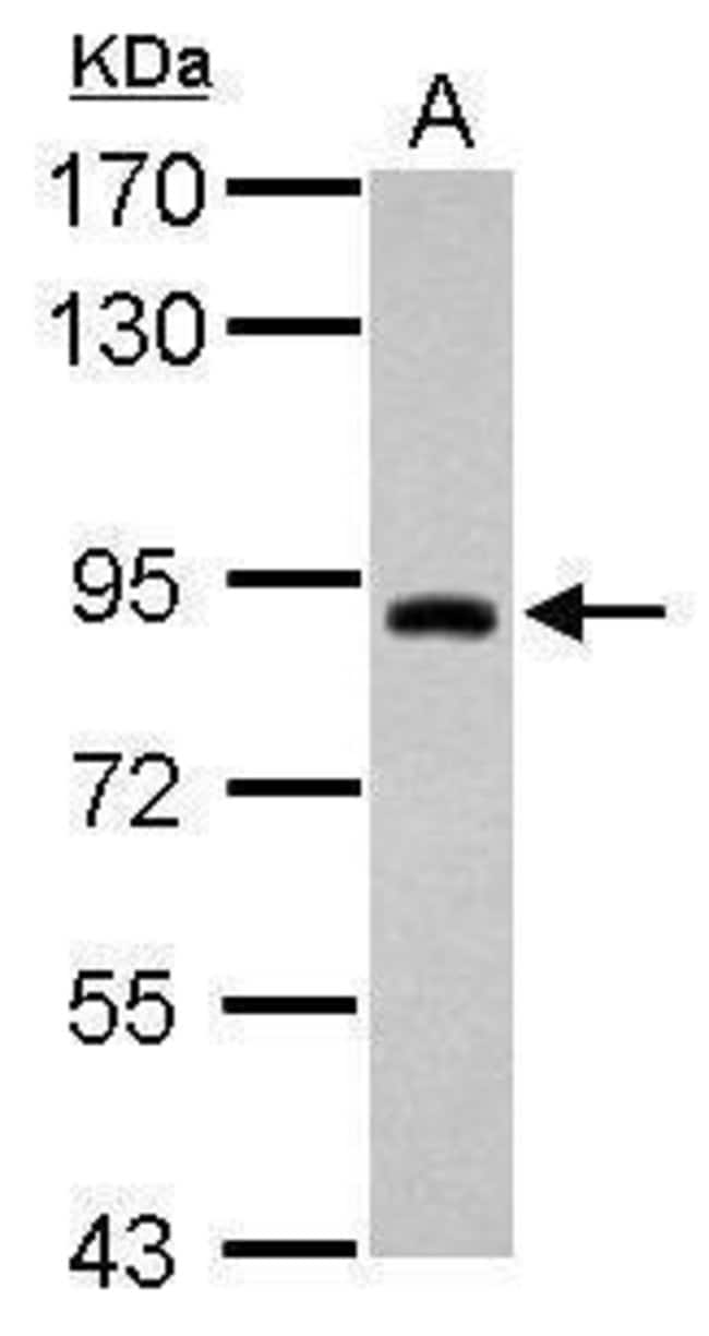 100uL Polyclonal antibody, triM42, host