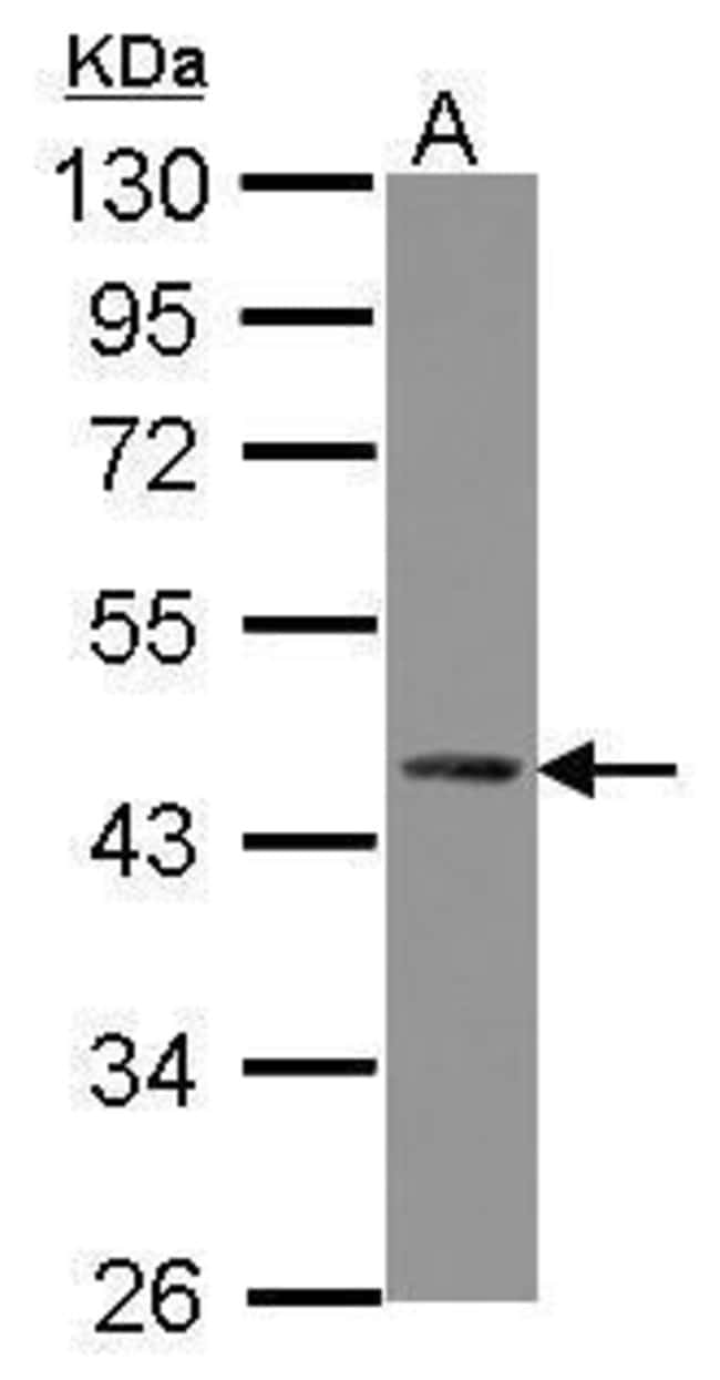 100uL Polyclonal antibody, ZNF302, host