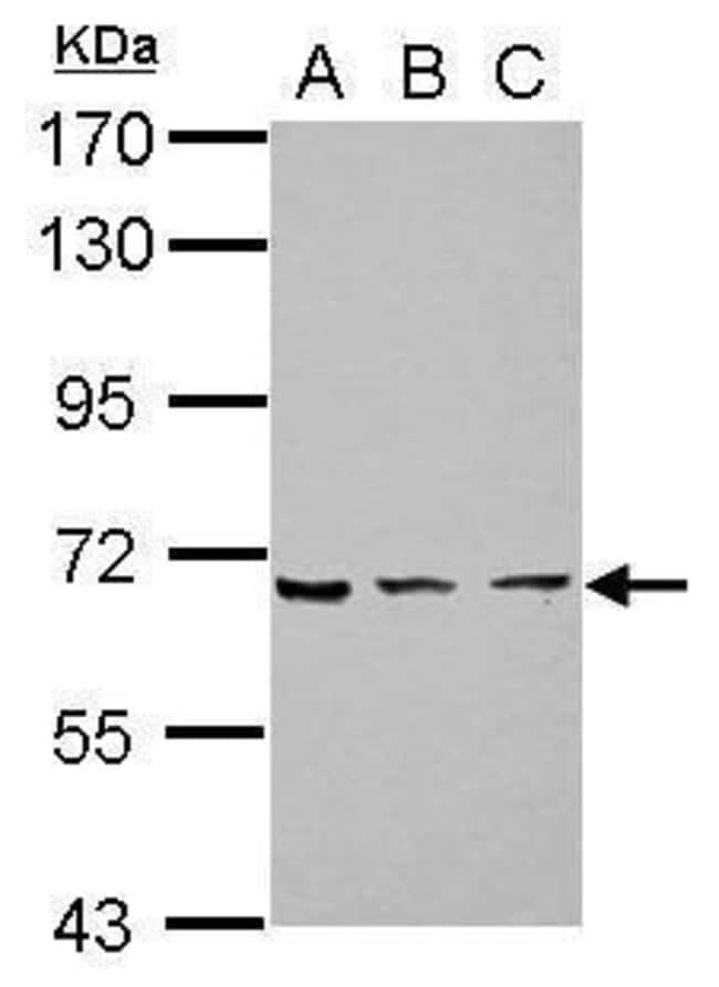 100uL Polyclonal antibody, ZNF416, host