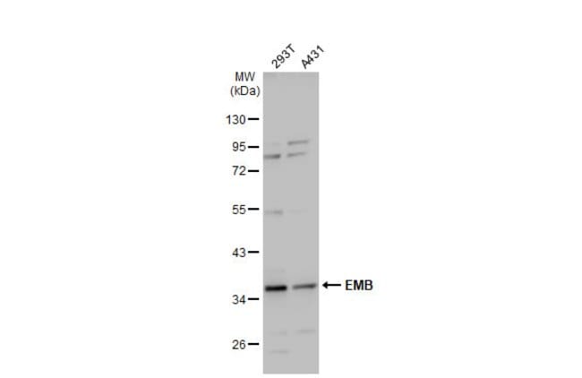 100uL Polyclonal antibody, EMB, host rab