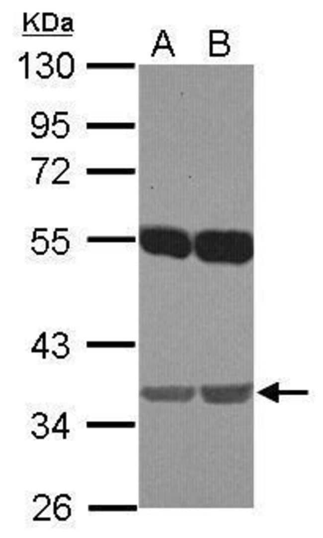 100uL Polyclonal antibody, EMB, host rab