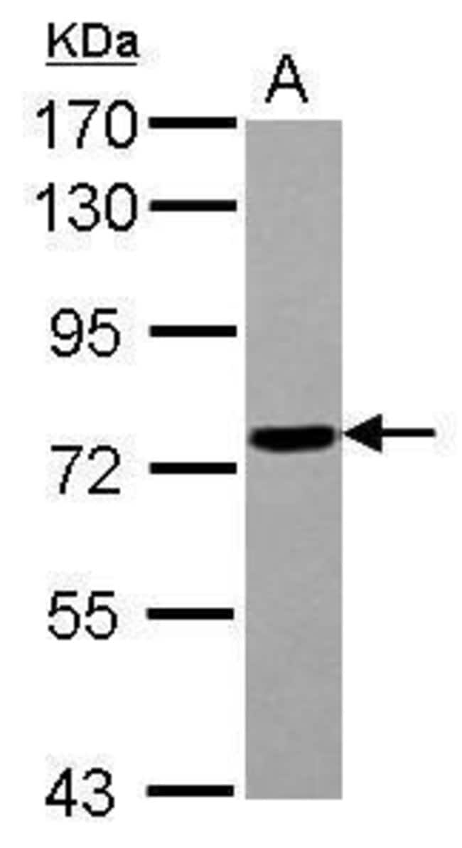 100uL Polyclonal antibody, POLR3E, host