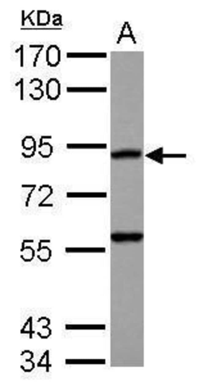 100uL Polyclonal antibody, RASA4, host r