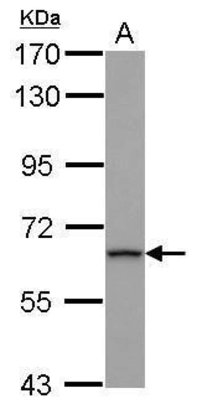 100uL Polyclonal antibody, ZNF416, host