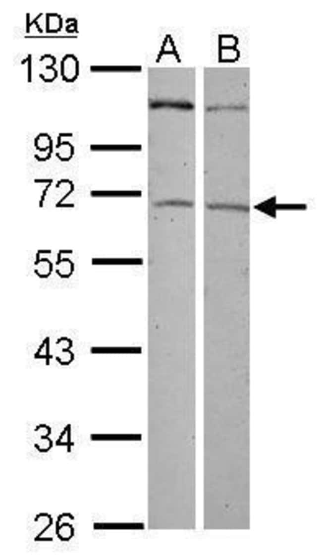100uL Polyclonal antibody, ZNF503, host