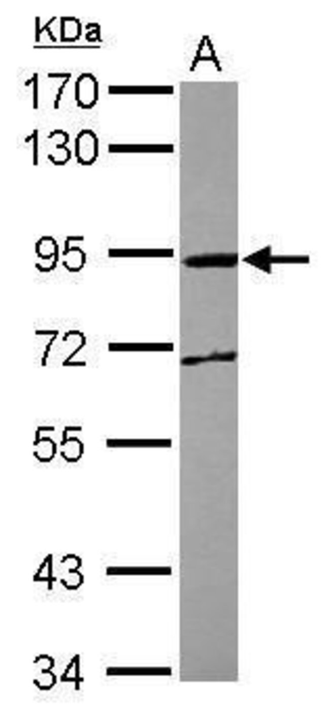100uL Polyclonal antibody, MPEG1, host r