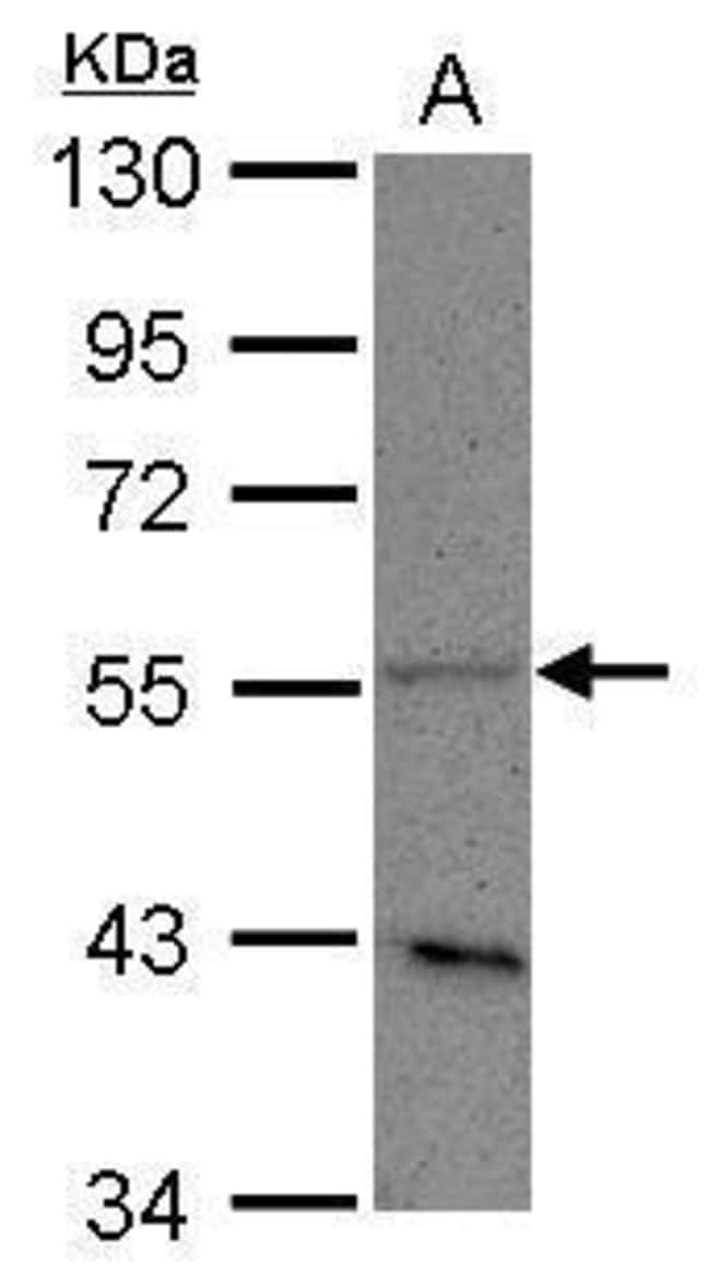100uL Polyclonal antibody, PLD3, host ra