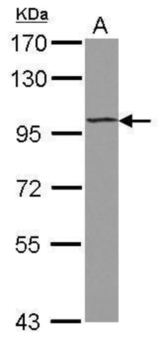 100uL Polyclonal antibody, ST18, host ra