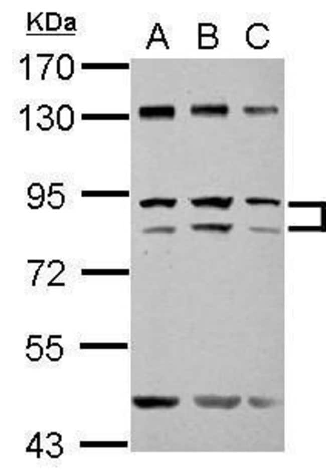 100uL Polyclonal antibody, ZFY, host rab
