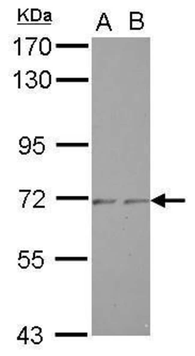100uL Polyclonal antibody, ZNF248, host