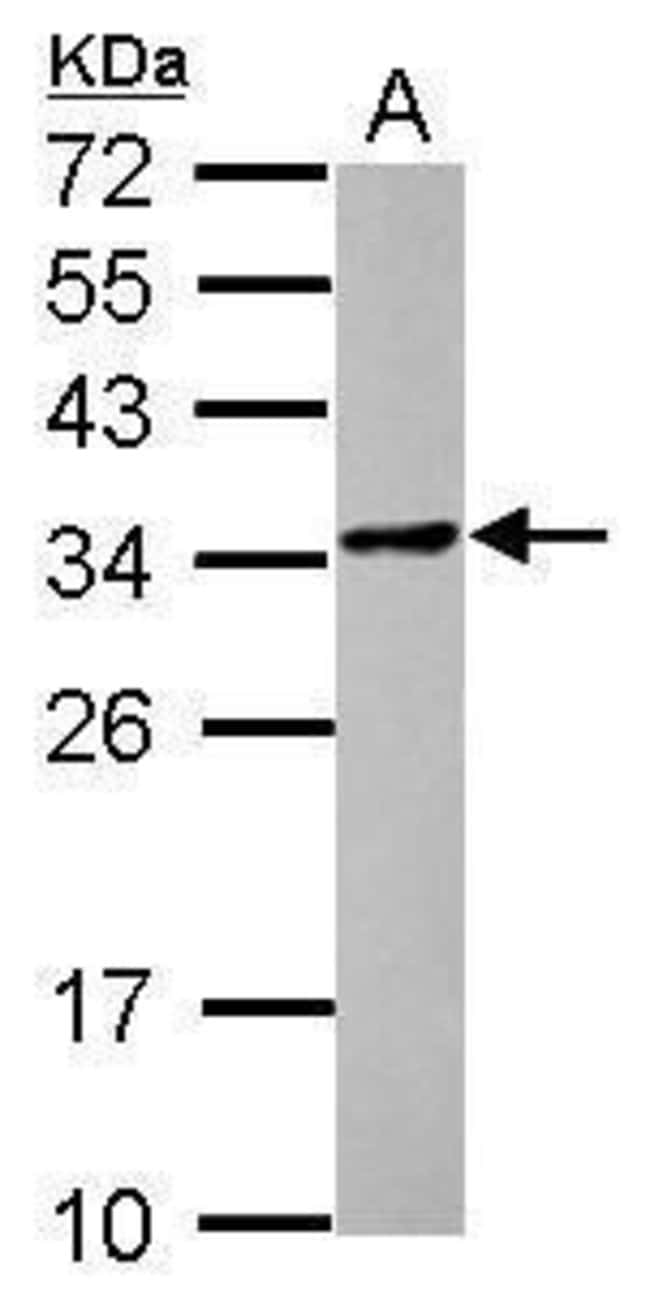 100uL Polyclonal antibody, POMZP3, host