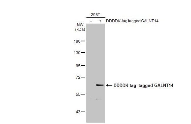 100uL Polyclonal antibody, GALNT14, host