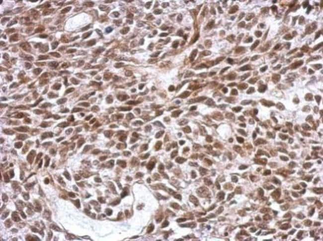 100uL Polyclonal antibody, SCML4, host r