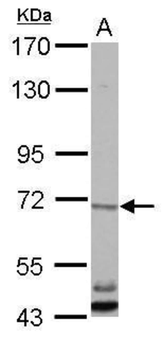 100uL Polyclonal antibody, CBLL1, host r