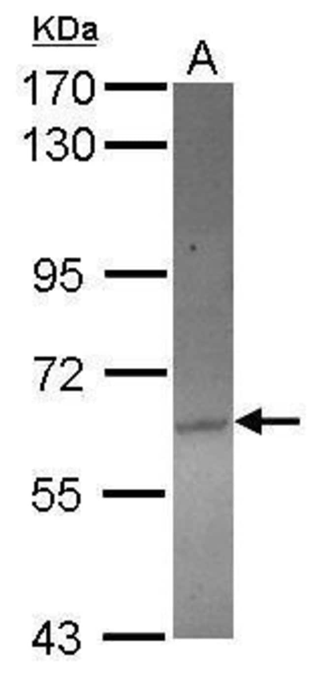 100uL Polyclonal antibody, ACOT12, host