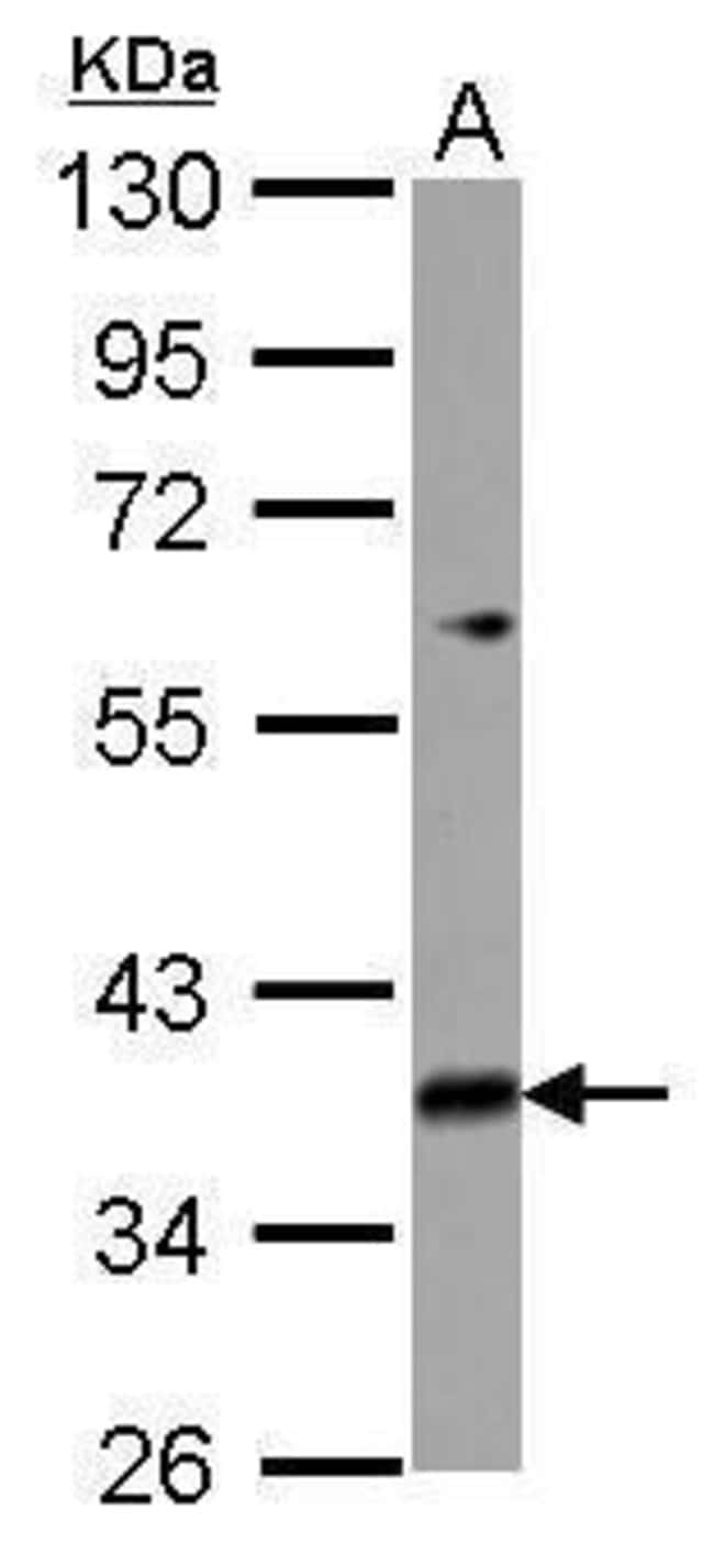 100uL Polyclonal antibody, MRPL39, host