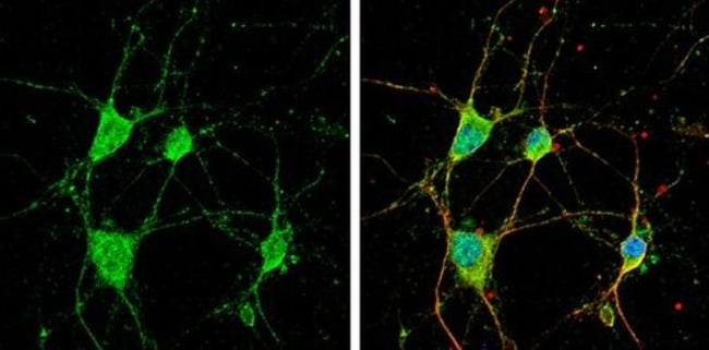 100uL Polyclonal antibody, CYFIP1, host