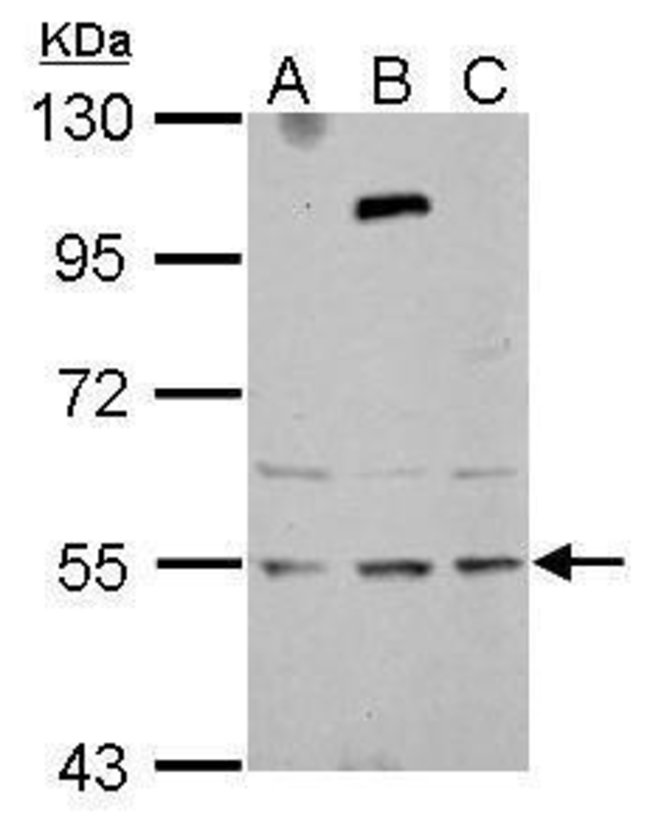 100uL Polyclonal antibody, ZNF513, host