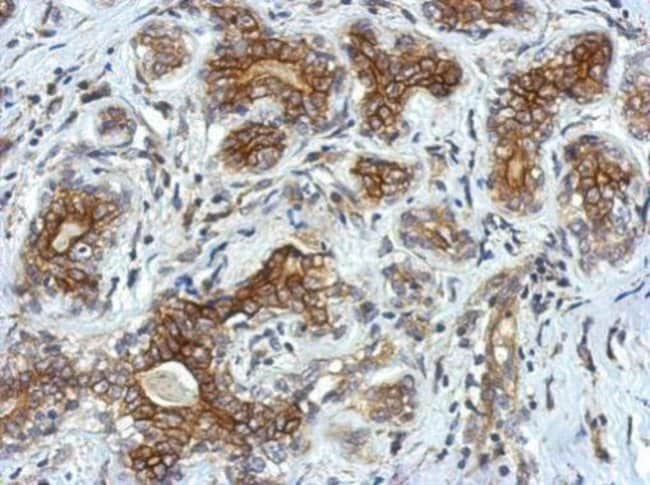 100uL Polyclonal antibody, VSIG1, host r
