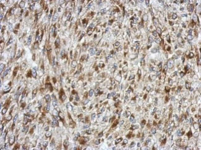 100uL Polyclonal antibody, SDF4, host ra