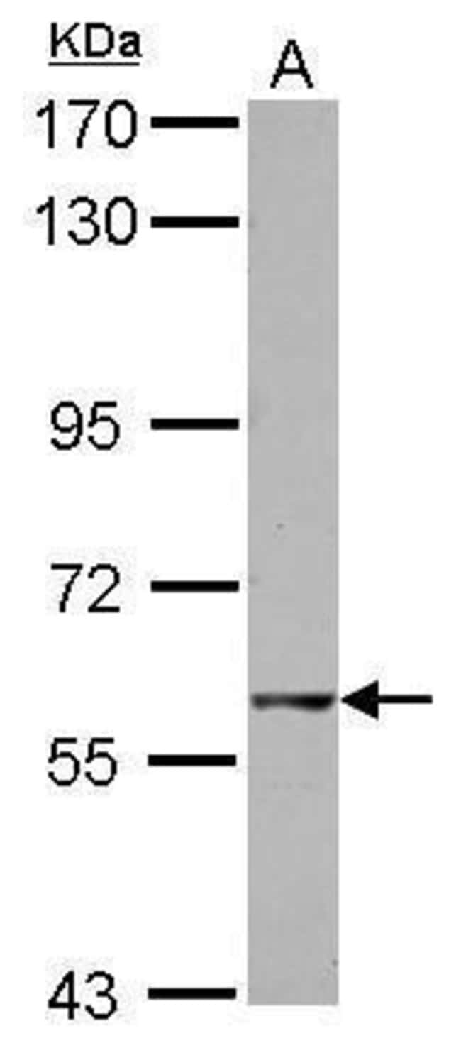 100uL Polyclonal antibody, GTPBP2, host