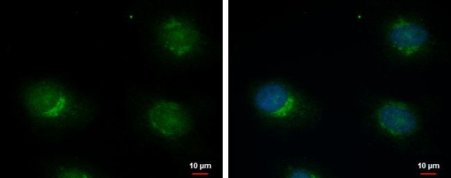 100uL Polyclonal antibody, ERGIC3, host